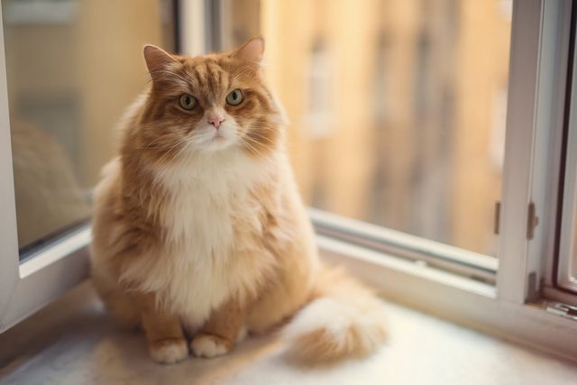 Katten sidder på vindueskarmen