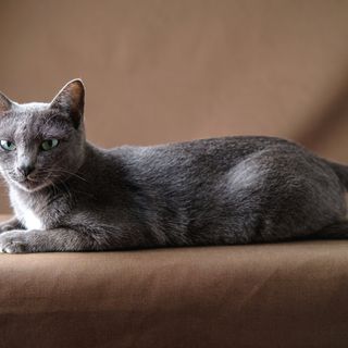 Korat slanger sig på en sofa