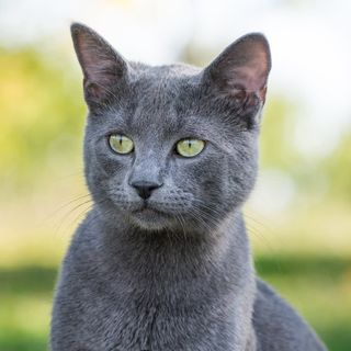 Russian blue kat sidder udenfor