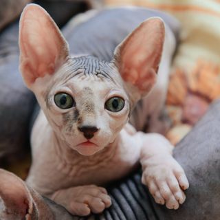 Sphynx kigger ind i kameraet