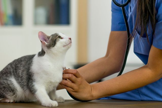 Dyrlægen lytter til kattens hjerte med et stetoskop.