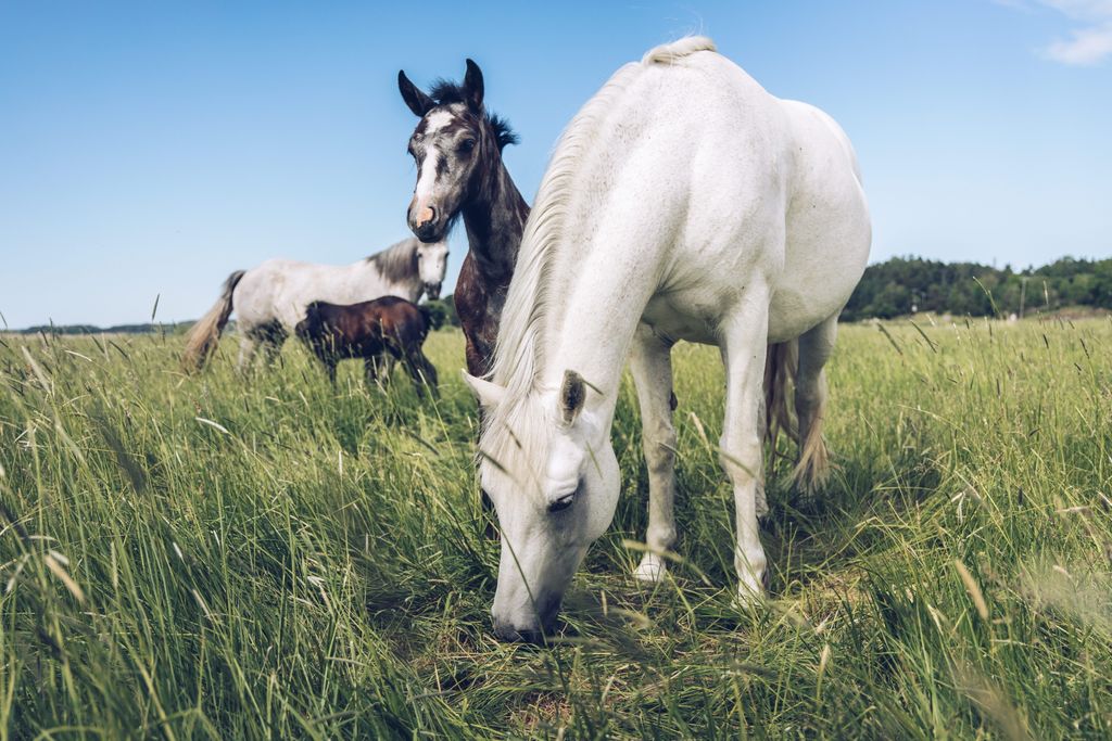 To hest græsser på en eng