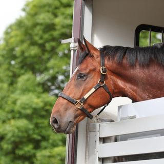 Hest står i trailer og kigger ud