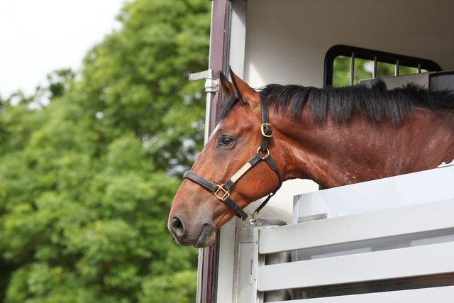 Hest står i en transporter og kigger ud