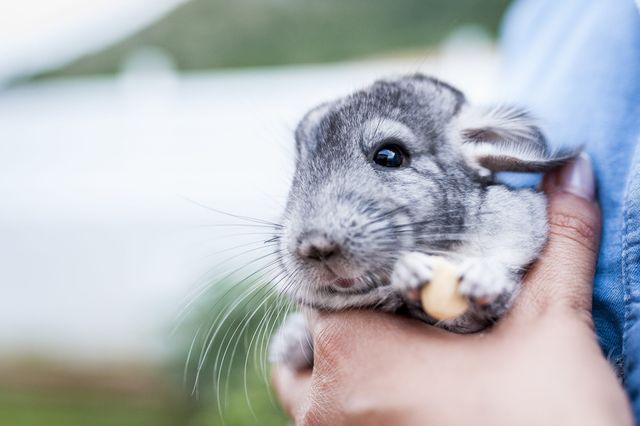 Chinchilla sidder i hænderne på et menneske