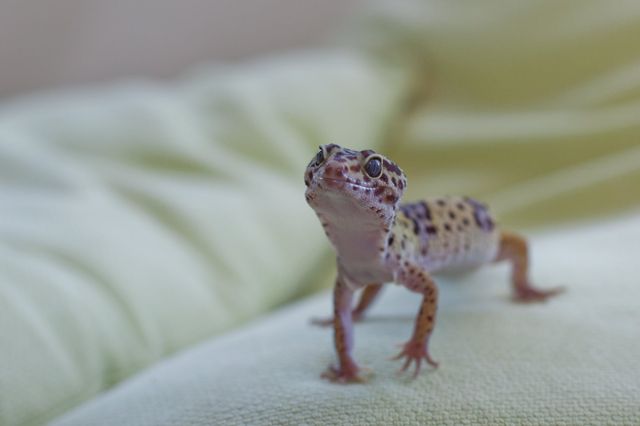 Gekko går på en sofa