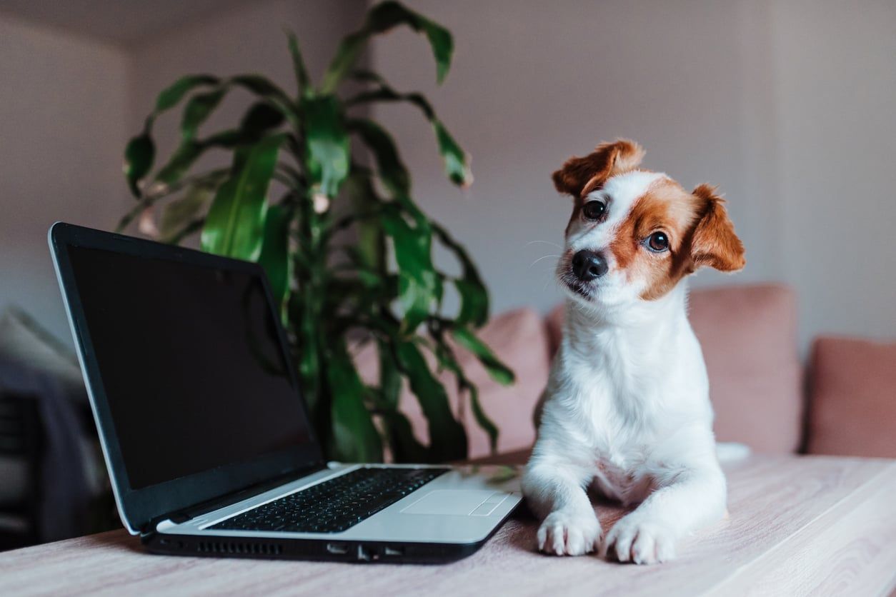 Hund der ligger ved siden af en laptop.