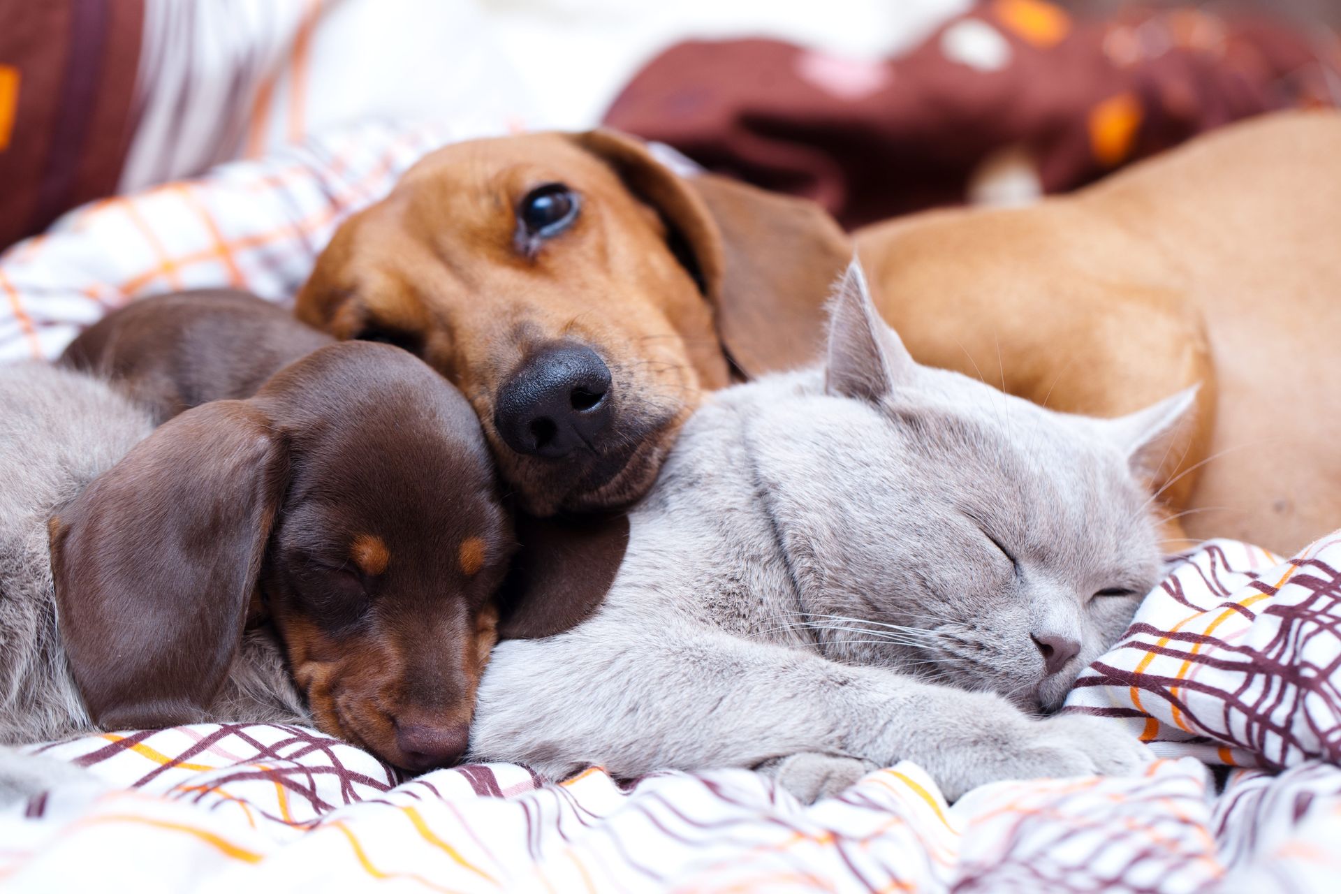 Hunde og en kat ligger og nusser