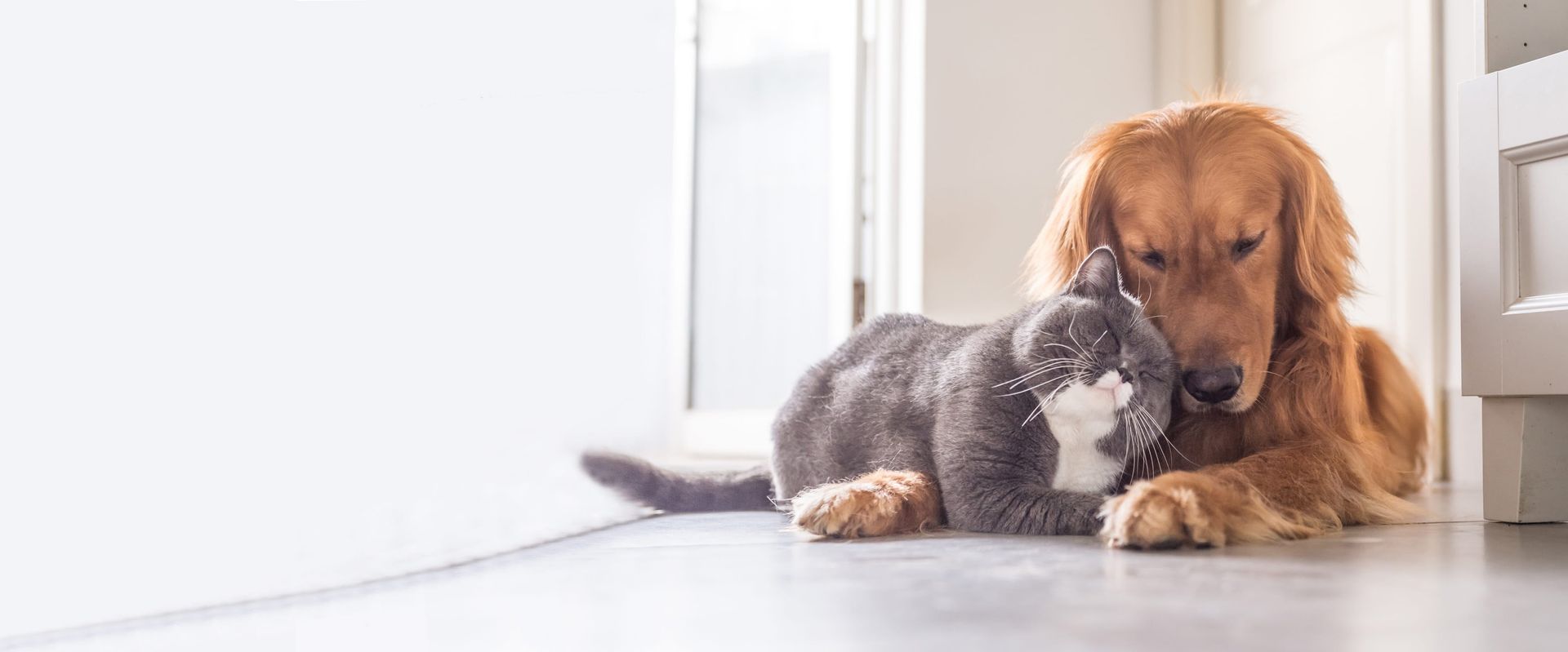 Kat og hund ligger og putter på et gulv