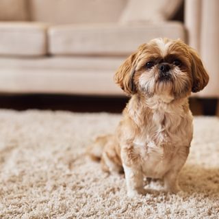 Shih tzu