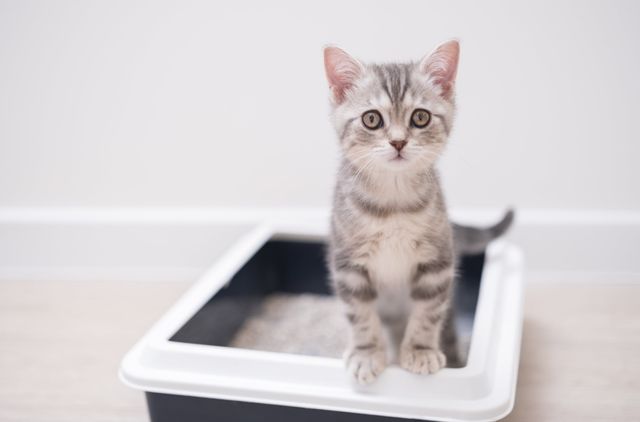 Kat med Tritrichomonas kan få diarré.