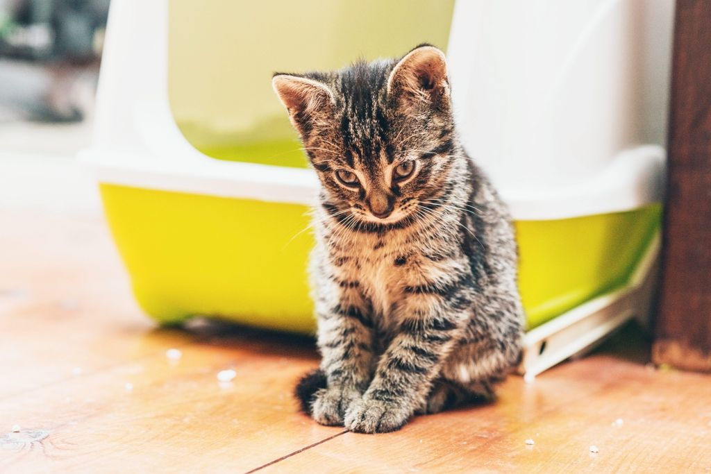 Katten sidder foran en kattebakke
