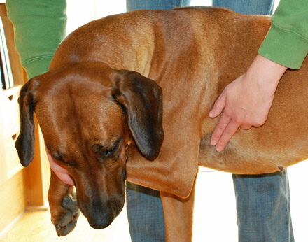 Kend din hunds normaltilstand - Se hvordan du tjekker den her - Agria