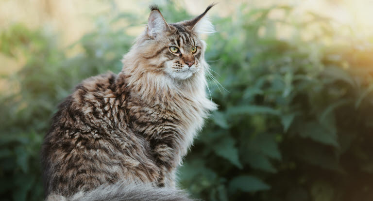 Maine coon sidder udenfor