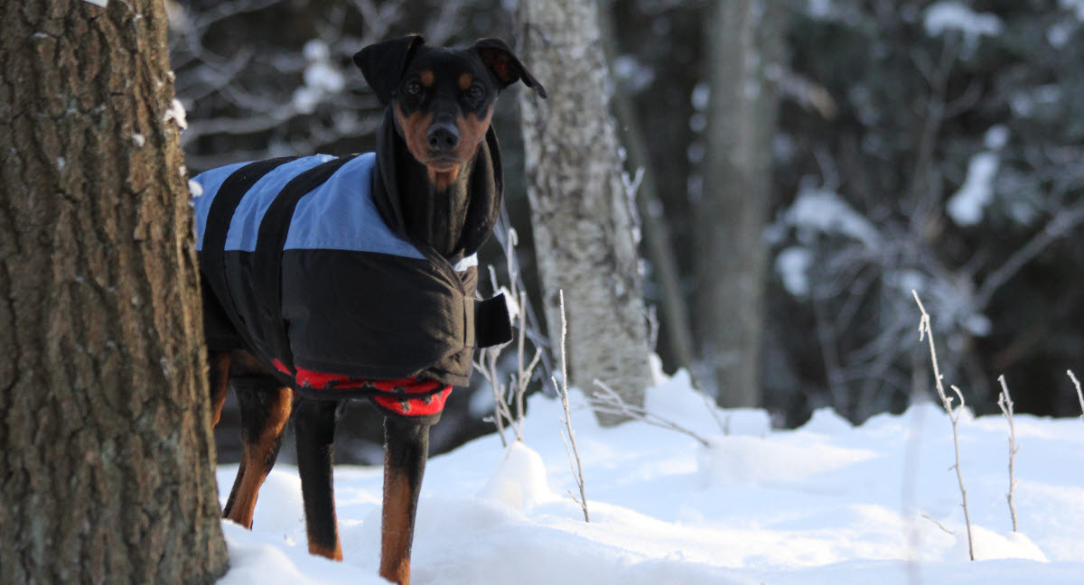 filthy Marvel Forudsige Skal hunden have tøj på ved kulde og sne? - Agria Dyreforsikring