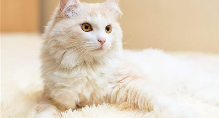 Tyrkisk angora ligger indenfor