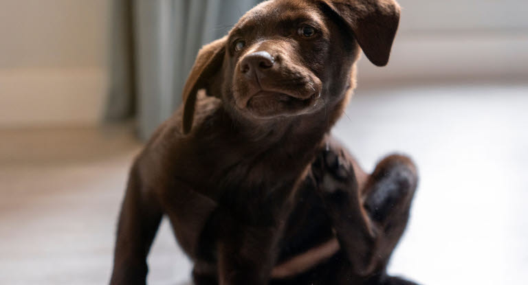 Hunde der klør sig kan have fået rovmider