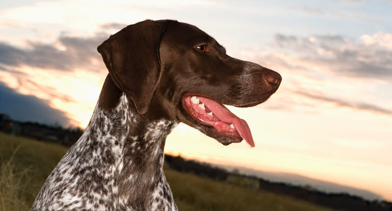 Nikke forår Fritagelse Hundens hjerte, hjertesygdomme og hjertefejl - Agria Dyreforsikring