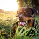 Rottweiler ligger i græsset