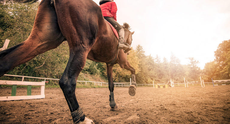 Hest og rytter på springbane set nedefra
