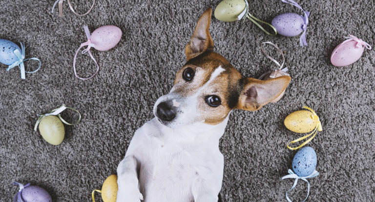 Tøm skraldespanden forening Overfladisk Beskyt din hund mod forgiftning i påsken - undgå dyrlægebesøg - Agria  Dyreforsikring