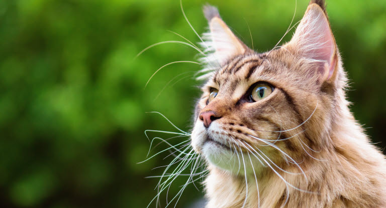 Kat kigger frem udenfor