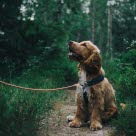 Hunde kan også få urinvejsinfektion