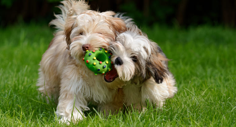 To små bichon havanais hunde leger sammen på græsset