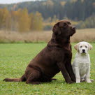 En brun og en gul labrador retriever sidder på en græsplæne