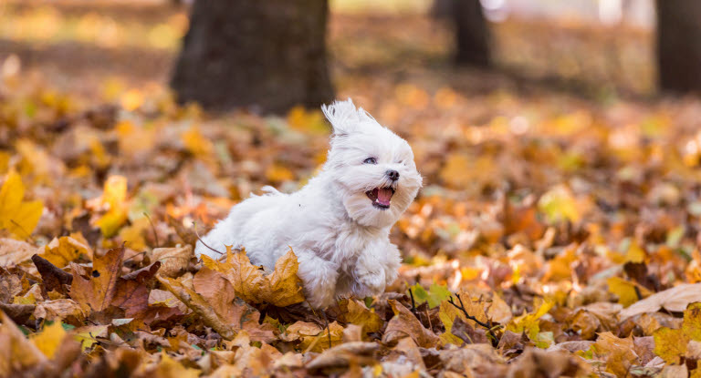 Agern er giftige for hunde - mere om symptomerne her - Agria Dyreforsikring