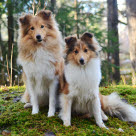 To sheltier sidder på en sten i en skov