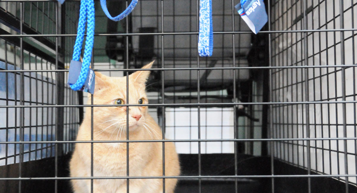 Elektrisk Stille klinge Transporter katten i bur - Agria Dyreforsikring