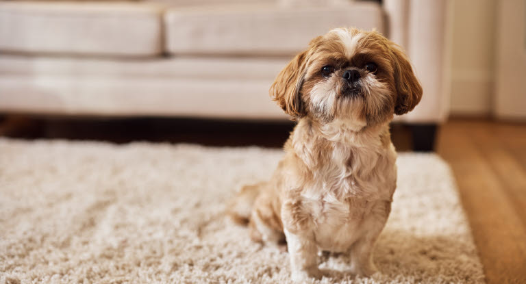 Hund sidder på tæppe indenfor