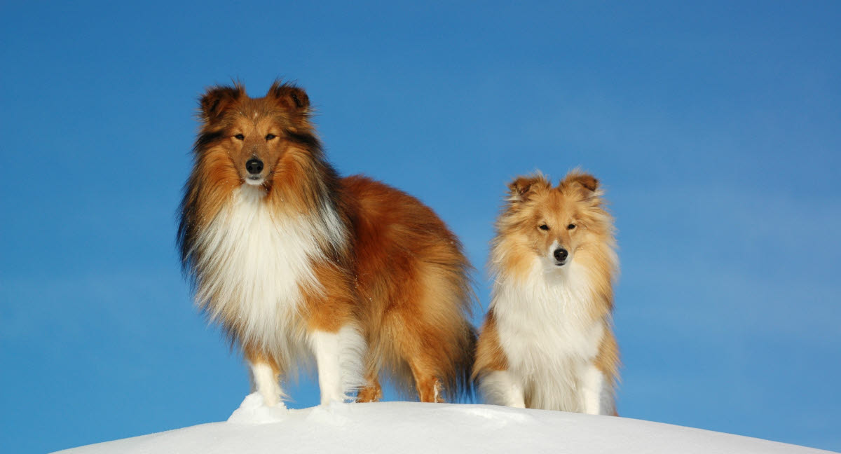 og svar om hundeforsikring - Agria