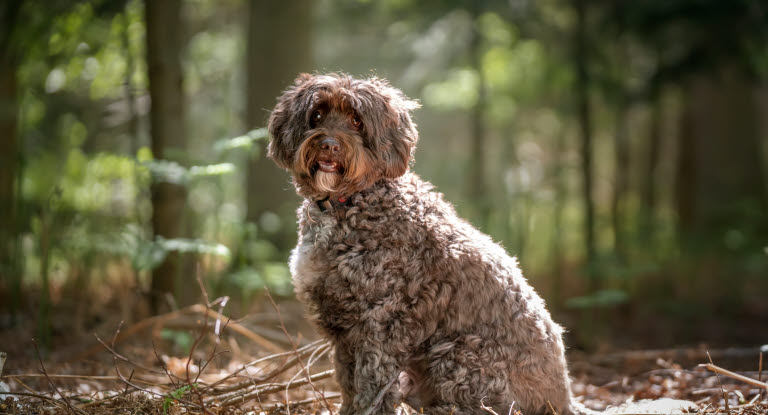 Cockerpoo sidder i en skov