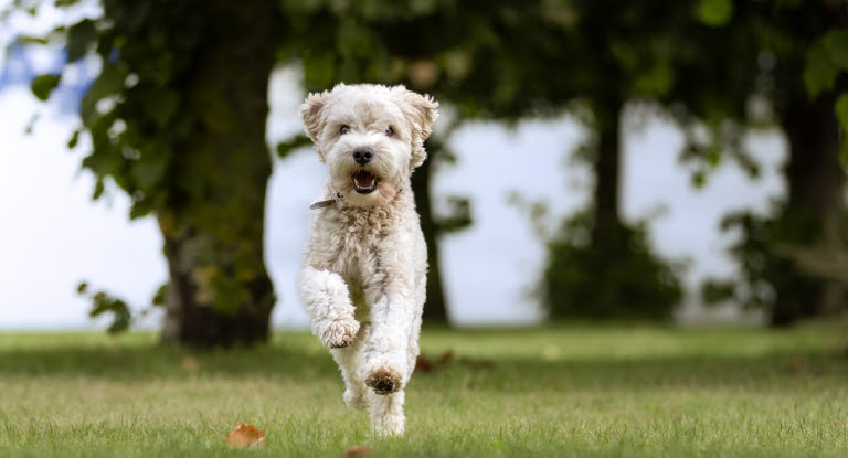 Cockapoo løber og leger udenfor