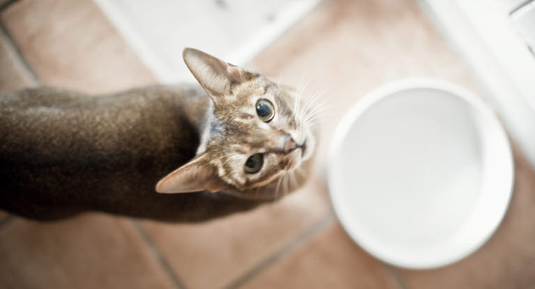 sikrer du optimal fodring af kat Agria Dyreforsikring