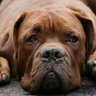 Hunde kan også få forhudsbetændelse