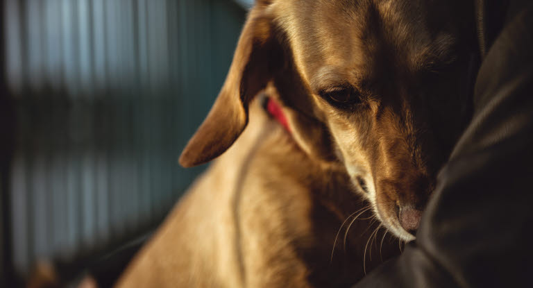 Nytårsaften - Et helvede hunden - Agria Dyreforsikring