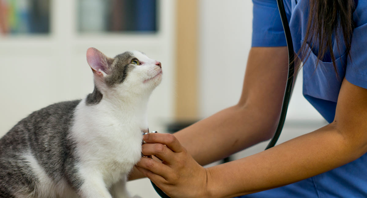 Traditionel Garderobe skære ned Vaccination af kat - Agria Dyreforsikring