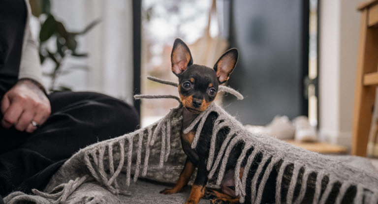 En hund sidder under et tæppe indenfor