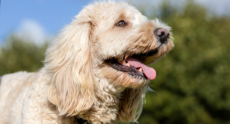 En hund gør udenfor i en have