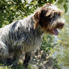 Hunde kan også rammes af bronkitis