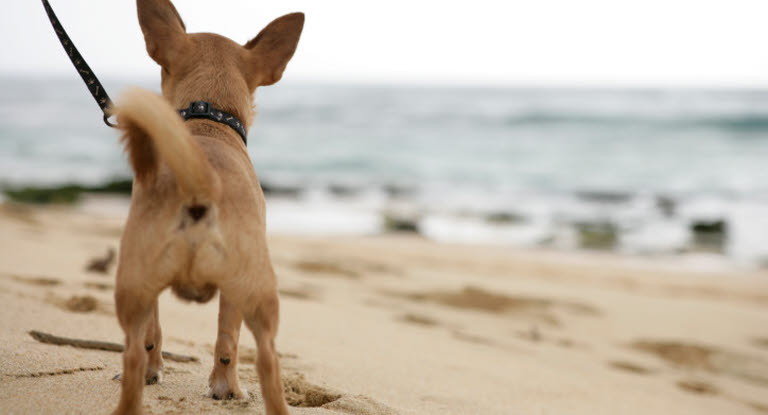 stakåndet med tiden Antarktis Gåtur med hunden på stranden - Læs mere om reglerne her - Agria  Dyreforsikring