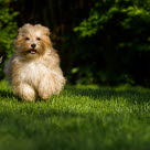 To bichon havanais løber henover en græsplæne