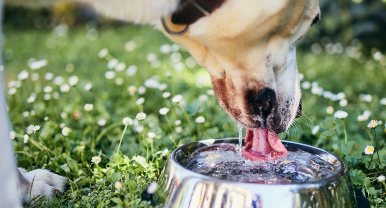 En hund, der drikker meget, kan være et tegn på sygdom.