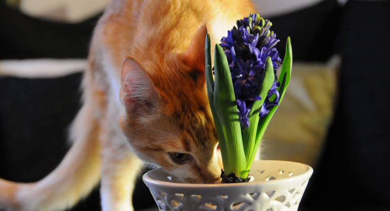 Giftige planter for din kat - Se over planter her - Agria Dyreforsikring