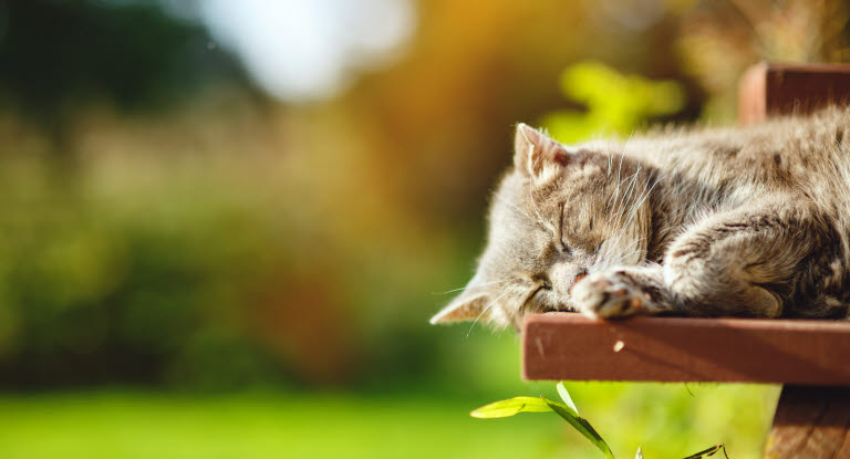Beskyt din kat mod hedeslag sommervarmen - læs hvordan her - Agria Dyreforsikring