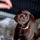 Hund kigger på godbid