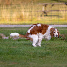 Hund laver hundelort